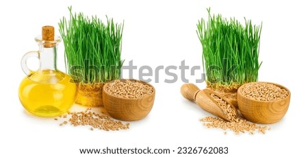 Wheat green sprouts, wheat seeds in the wooden bowl and wheat germ oil isolated on white background