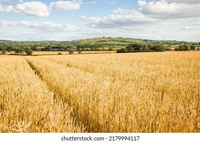 Wheat Growing In Countryside. Crop Field In Farm Landscape, Buckinghamshire, UK