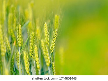 Wheat growing in the wheat field