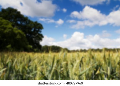 Wheat growing in a field in the Chilterns, England Out of focus. - Shutterstock ID 480727960