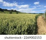 Wheat growing in a field in Kent, UK on a summer day in 2016