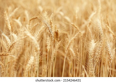Wheat grows in a wheat field