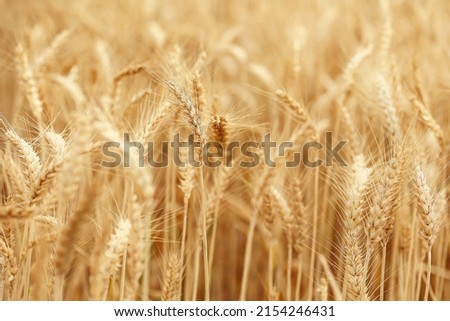 Wheat grows in a wheat field