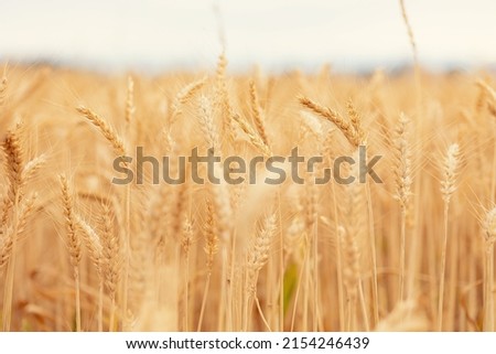 Wheat grows in a wheat field