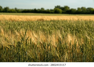 Wheat grows in rows across the field. Sunlight shines on the crops as they sway gently. Green trees line the edge of the field in the distance.
