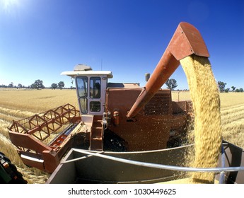 Wheat Harvest In The  Central West Of New South Wales, Australia.golden