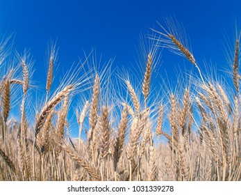 Wheat Harvest Harvesting Near Forbes, NSW, Australia.