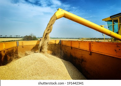 Wheat harvesting combine