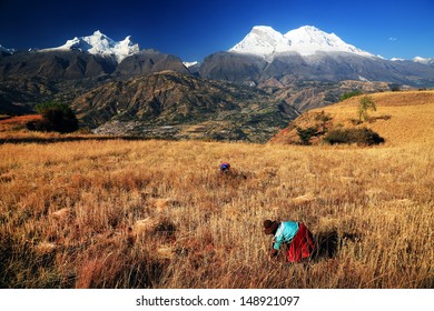 Wheat harvesting in Cordiliera Negra, Peru, South America