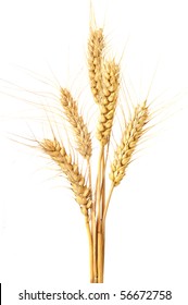 Wheat Isolated On White