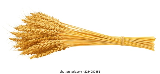 Wheat isolated on white background, clipping path, full depth of field - Shutterstock ID 2234280651