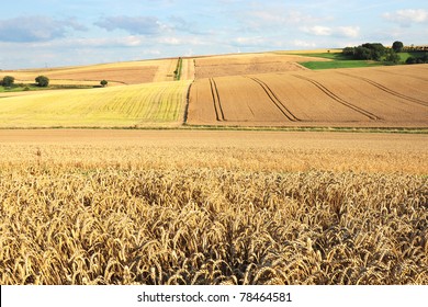 Wheat landscape panorama
