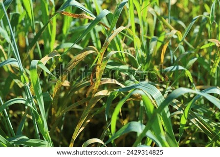 Wheat leaf or brown rust Puccinia trticina (recondita) erupting sporulating pustules on a cereal.