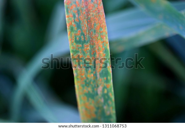 wheat-leaf-rust-puccinia-triticina-fungal-disease-of-wheat-symptoms