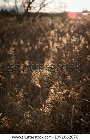 Sommergräser II Gras gelb