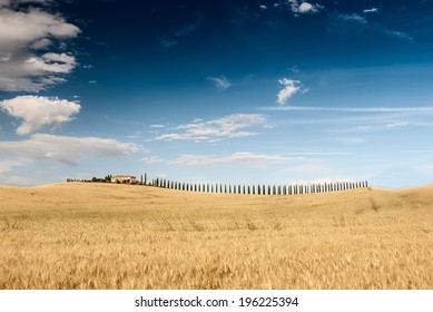 Wheat meadow with beatiful dramatic sky and farmhouse in the distance. Tuscan landscape, Italy.