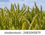 Wheat meadow. Ripe Gold Barley field in summer. Nature organic Yellow rye plant Growing to harvest. World global food with sunset in farm land autumn scene background. Happy Agricultural countryside.