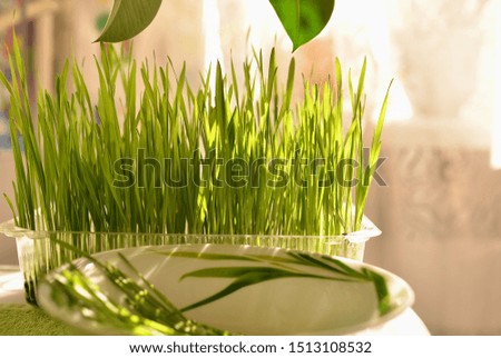 Wheat microgreen in a disposable container is standing at the window in the house. The sun's rays illuminate the greenery on the windowsill. Bright and sunny photo. Young sprouts of wheat.