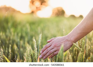 Wheat On Hand. Plant, Nature, Rye. Crop On Farm. Stem With Seed For Cereal Bread. Agriculture Harvest Growth. Yellow Golden Rural Summer Landscape. Ripe Food.