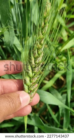 Wheat plant having severe infestation of Parastagonospora nodorum causing Septoria glume blotch