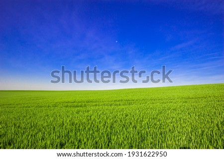 Similar – Image, Stock Photo growing maize field