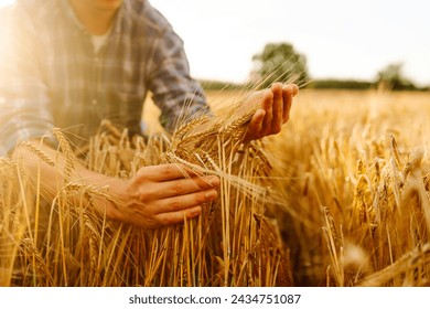 Wheat quality check. Farmer with ears of wheat in a wheat field. Harvesting. Agribusiness. Gardening concept. - Powered by Shutterstock