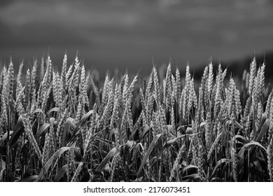 Wheat In The Rays Of Dawn. Ears Of Wheat Ripen In The Field. Wheat Field, Agriculture, Agricultural Background. Ecological Clean Food, Food Safety. Green Wheat Fields.