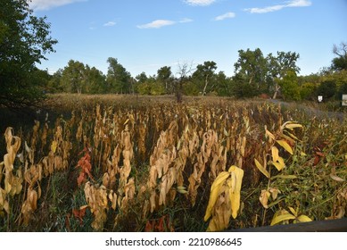 Wheat Ridge Greenbelt Open Space.