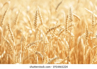 Wheat Rye Field, Ears of wheat close up. Harvest and harvesting concept. Ripe barley on the field on late summer morning time, sunrise backlight, shallow depth of the field - Shutterstock ID 1914461224