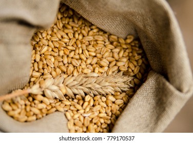 Wheat Seed In Fabric Bag Close Up. Agricultural Concept.