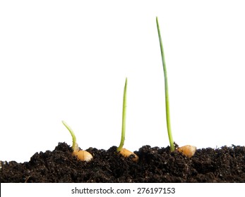 Wheat Seeds Germination