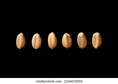 Wheat Seeds Isolated On Black Background