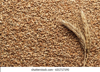 Wheat Seeds For Sprouting On The Table