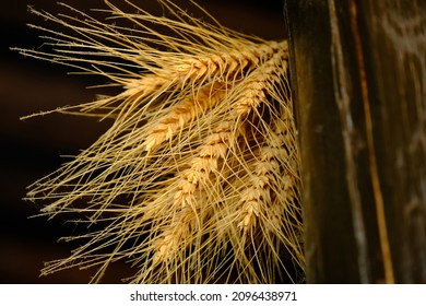 
Wheat Sheaf,bunch Of Dry Wheat Plants Hanging For Seed. Close Up