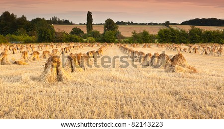 Wheat sheaves or stooks drying at the harvest