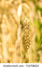 Wheat, single head