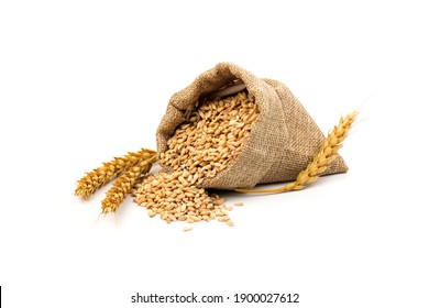 wheat spike and grain in a baggy bag, isolated on a white background. the concept of harvest