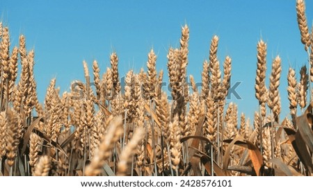 Wheat spikes sway rhythmically painted in gold by summer sun in daylight. Spikelets of wheat swaying in gentle summer wind. Spikelets of wheat glisten from rays of sun moving from wind