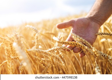 Wheat sprouts in a farmer's hand.Farmer Walking Through Field Checking Wheat Crop