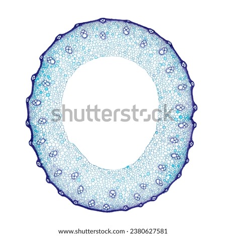 Wheat stem, cross section, 8X light micrograph. Blue stained stem of Triticum under a light microscope, a grass widely cultivated for its seed, a cereal grain that is a worldwide staple food. Photo.