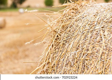 Wheat Straw Rolls On The Field