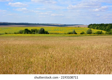 9,437 Wheat and sunflower field Images, Stock Photos & Vectors ...