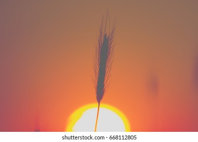 Wheat at sunset