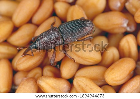 wheat weevil Sitophilus granarius beetle on seeds