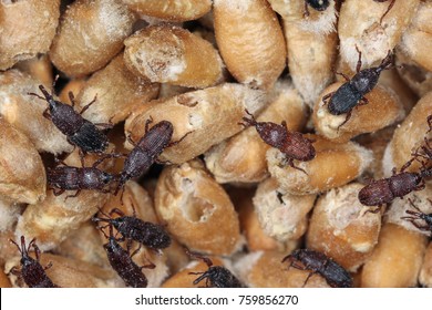 Wheat Weevil Sitophilus Granarius Beetles On Damaged Grain