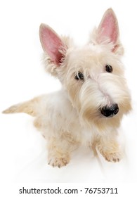 Wheaten Scottish Terrier Puppy On White Background