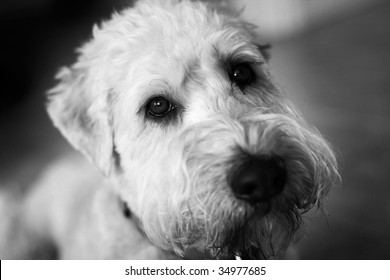 Wheaten Terrier