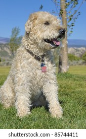 Wheaten Terrier