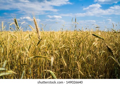 Wheatfield