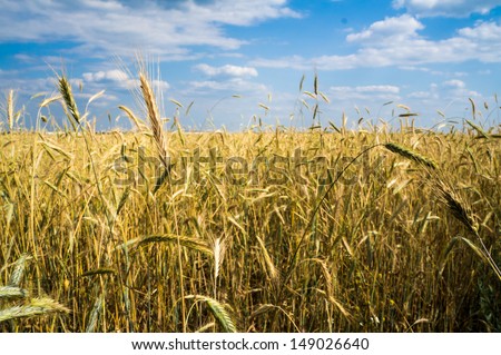 Wheatfield
